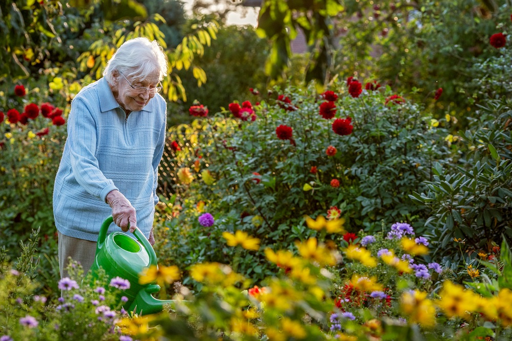 Elderly,Woman,Watering,The,Flowers,In,The,Garden